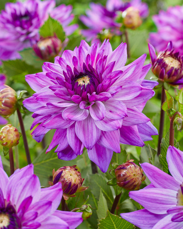 Dahlia 'Ravelli'