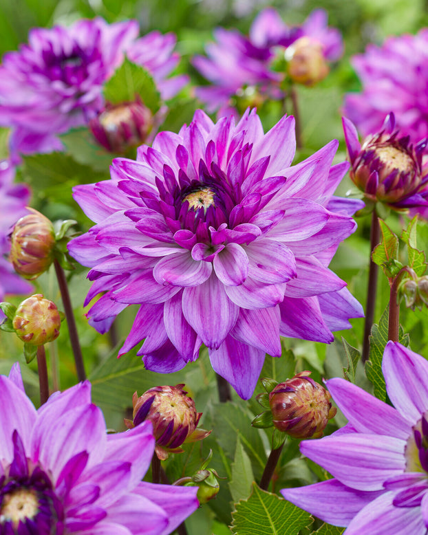Dahlia 'Ravelli'