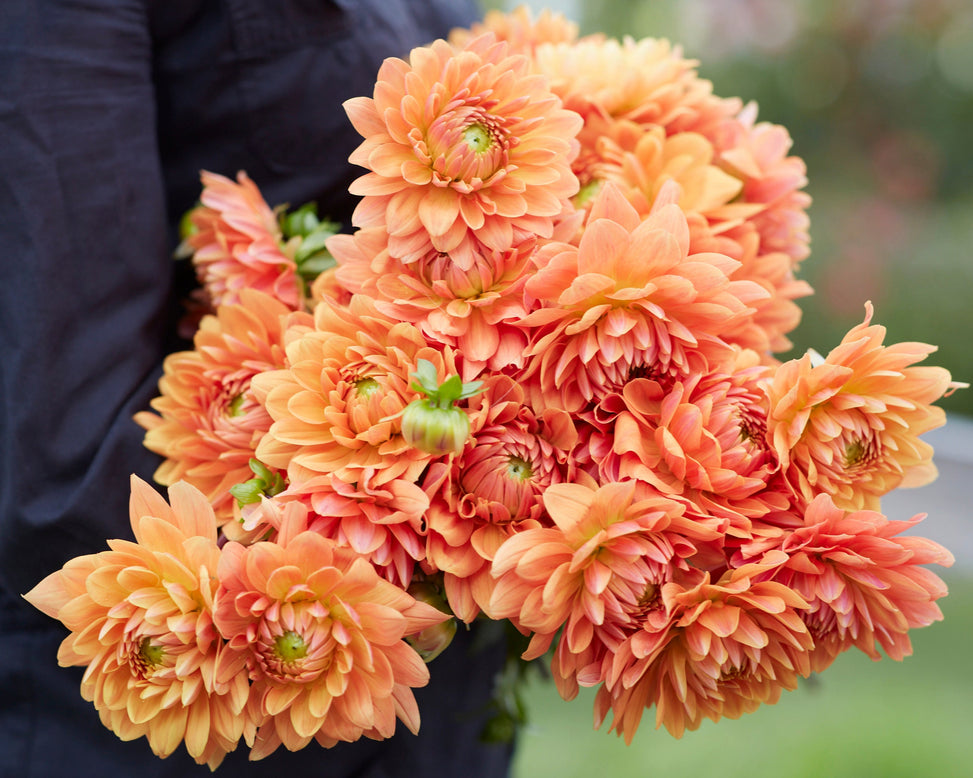 Dahlia 'Renate Tozio'