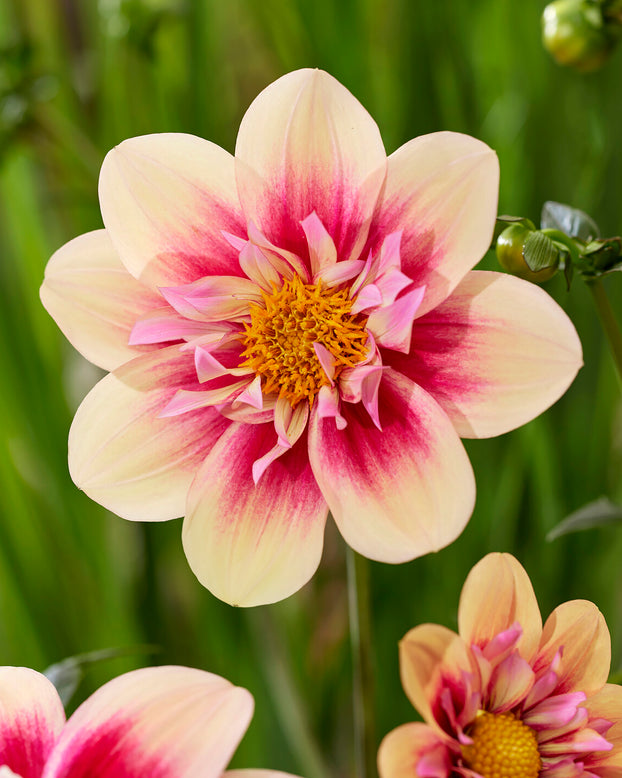 Dahlia 'Rhubarb and Custard'