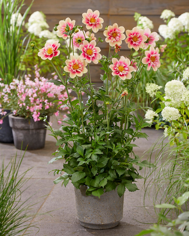 Dahlia 'Rhubarb and Custard'