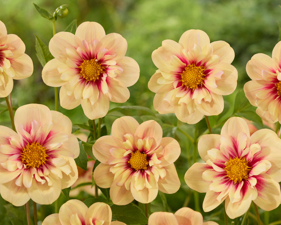 Dahlia 'Rhubarb and Custard'