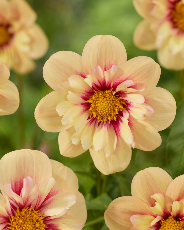 Dahlia 'Rhubarb and Custard'