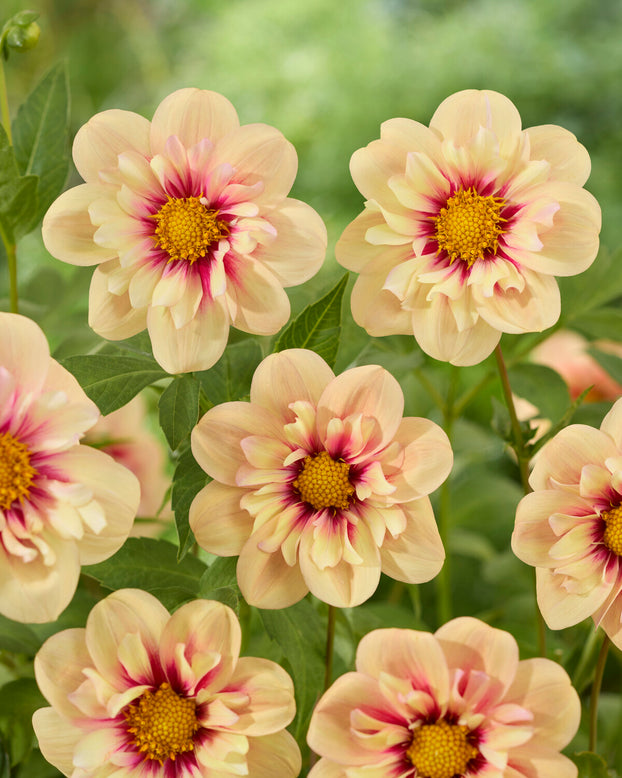 Dahlia 'Rhubarb and Custard'