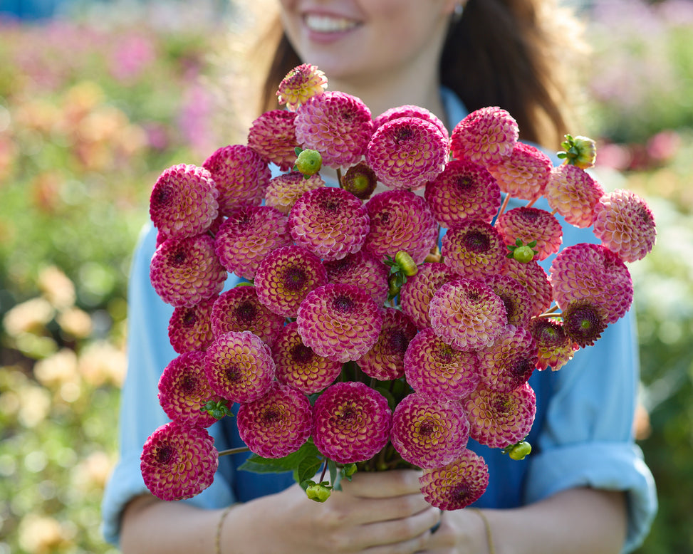 Dahlia 'Ryecroft Blackberry'