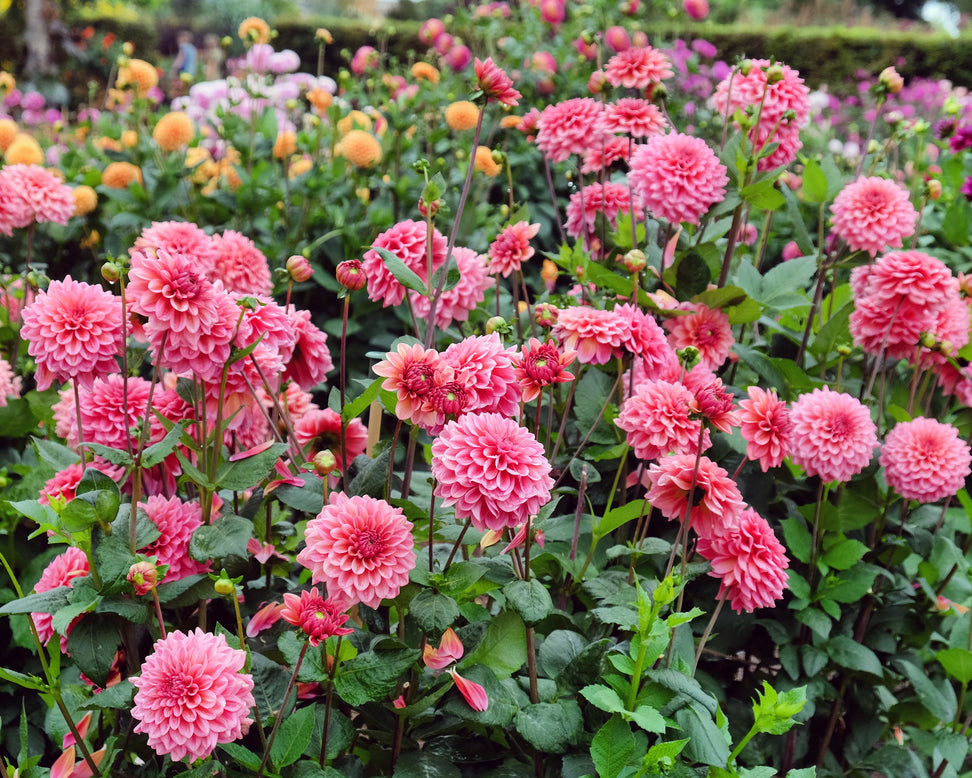 Dahlia 'Salmon Runner'