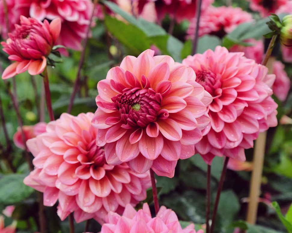 Dahlia 'Salmon Runner'