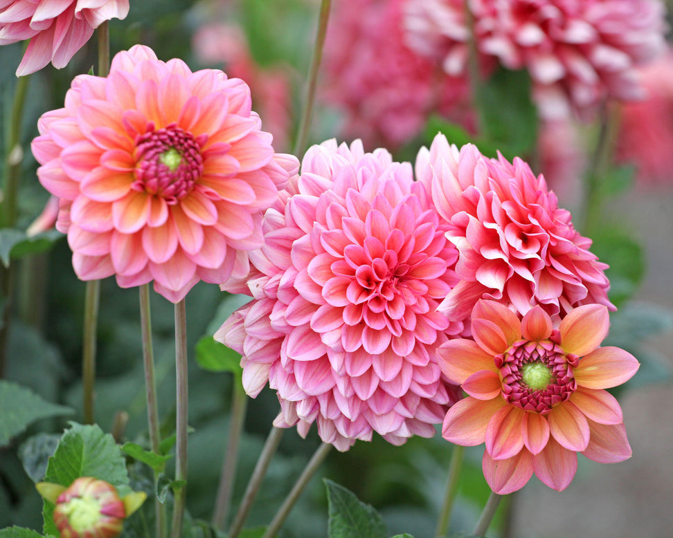 Dahlia 'Salmon Runner'