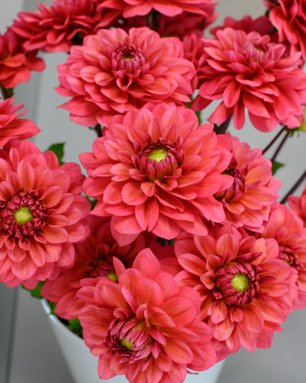 Dahlia 'Salmon Runner'