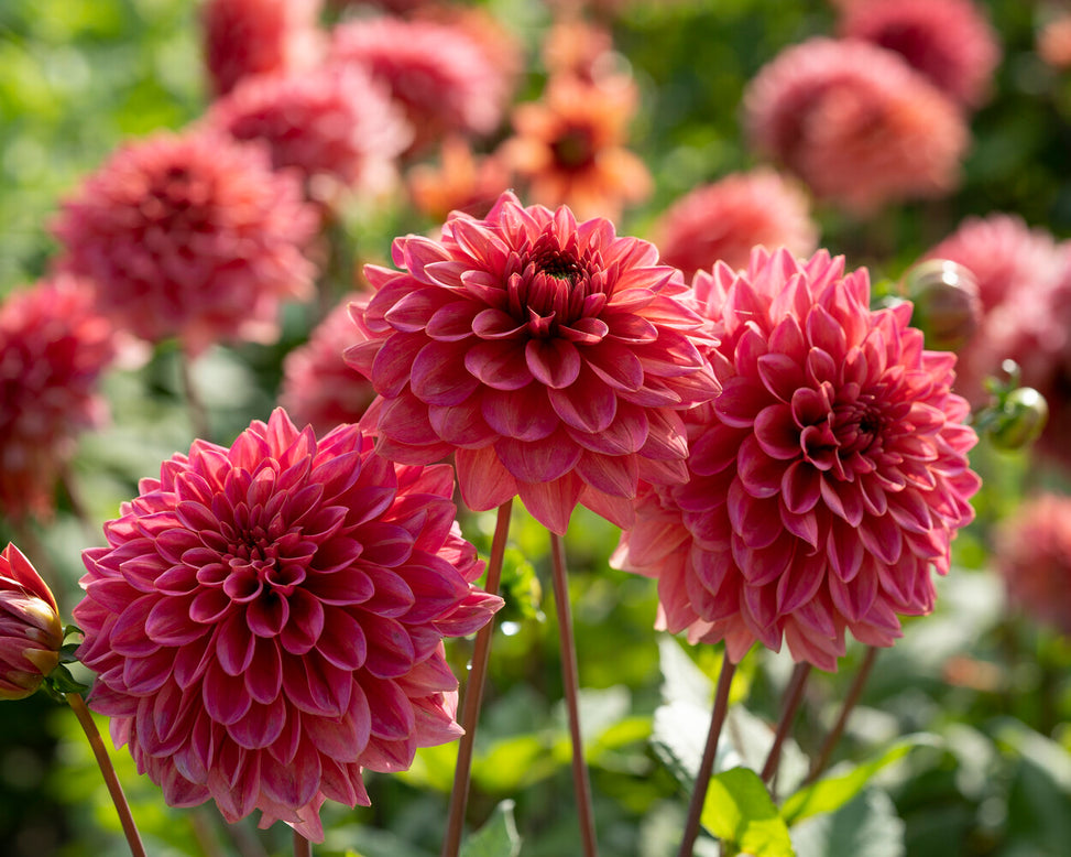 Dahlia 'Salmon Runner'