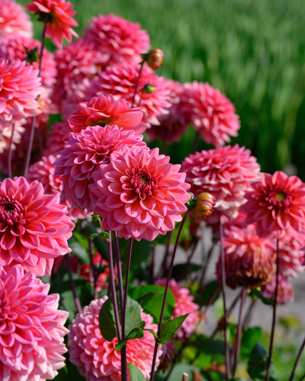 Dahlia 'Salmon Runner'