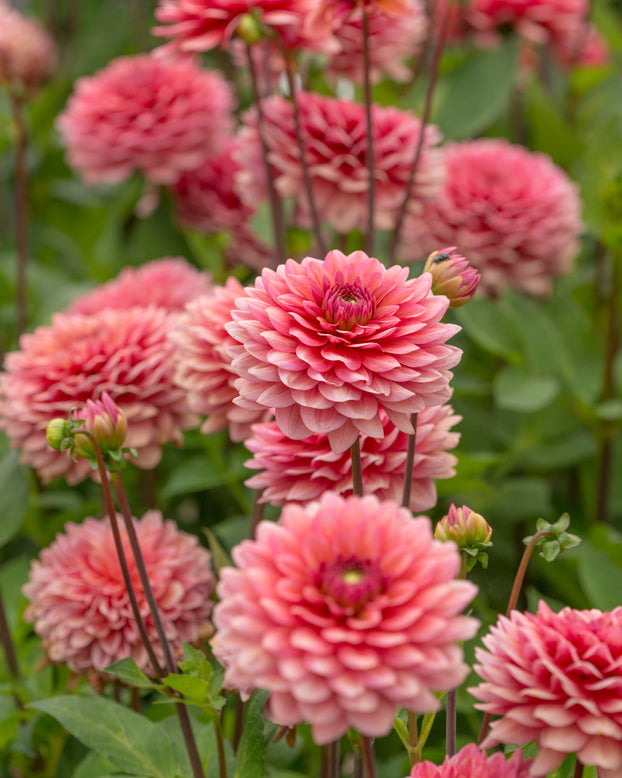 Dahlia 'Salmon Runner'