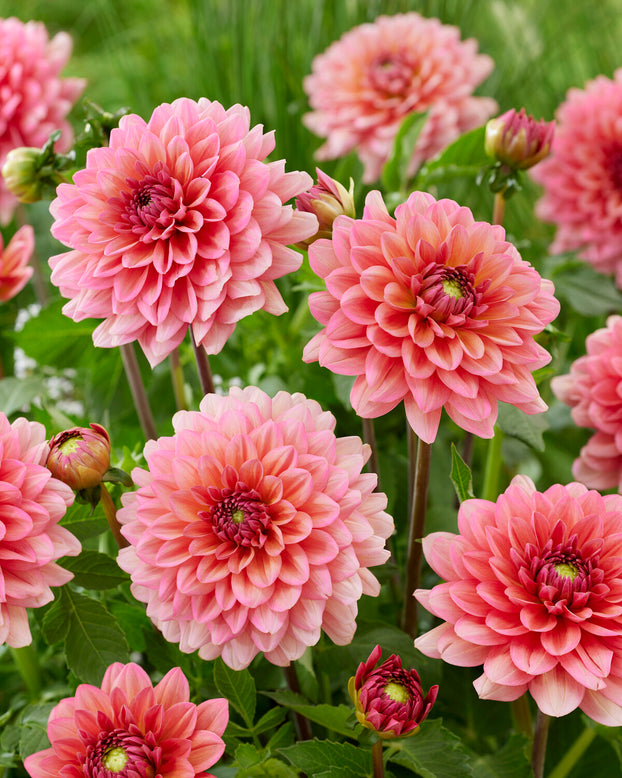 Dahlia 'Salmon Runner'