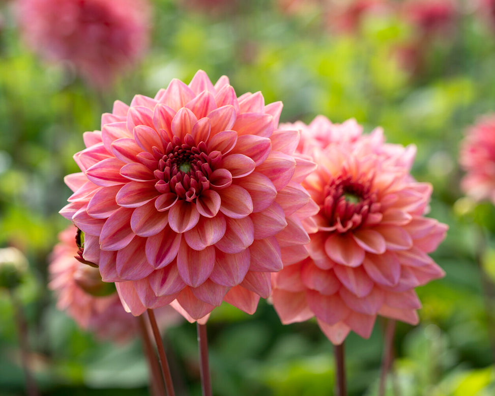 Dahlia 'Salmon Runner'