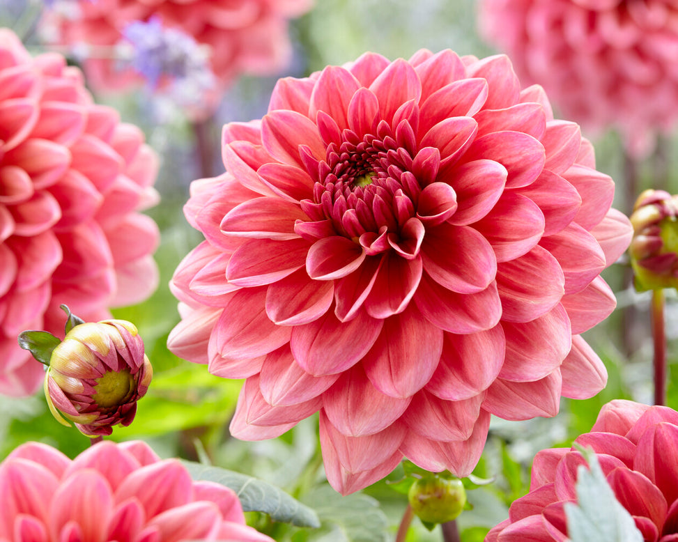 Dahlia 'Salmon Runner'