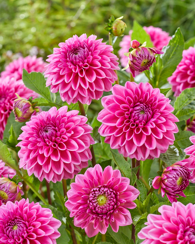 Dahlia 'Sandra'