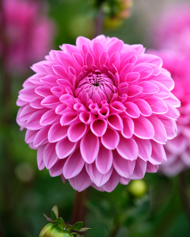 Dahlia 'Sandra'