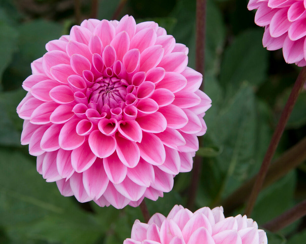Dahlia 'Sandra'