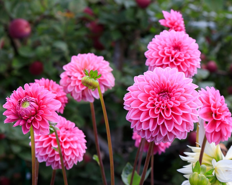 Dahlia 'Sandra'