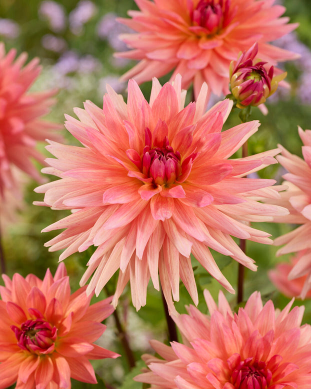 Dahlia 'Schneckenstein'