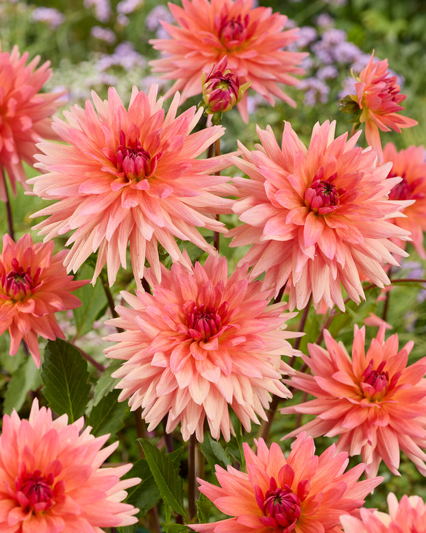 Dahlia 'Schneckenstein'