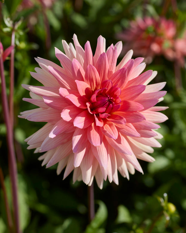 Dahlia 'Schneckenstein'
