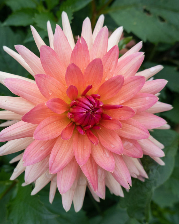 Dahlia 'Schneckenstein'
