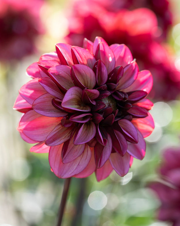 Dahlia 'Seniors Hope'