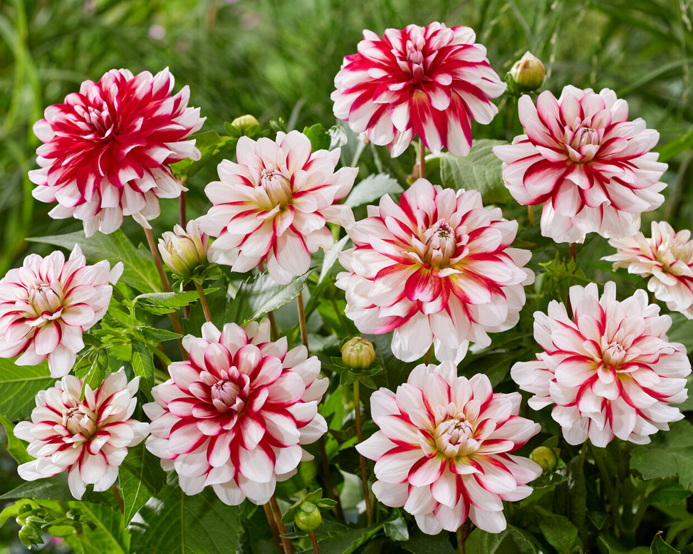 Dahlia 'Short Track'