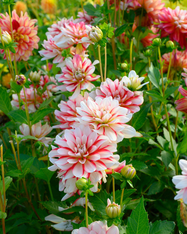 Dahlia 'Short Track'