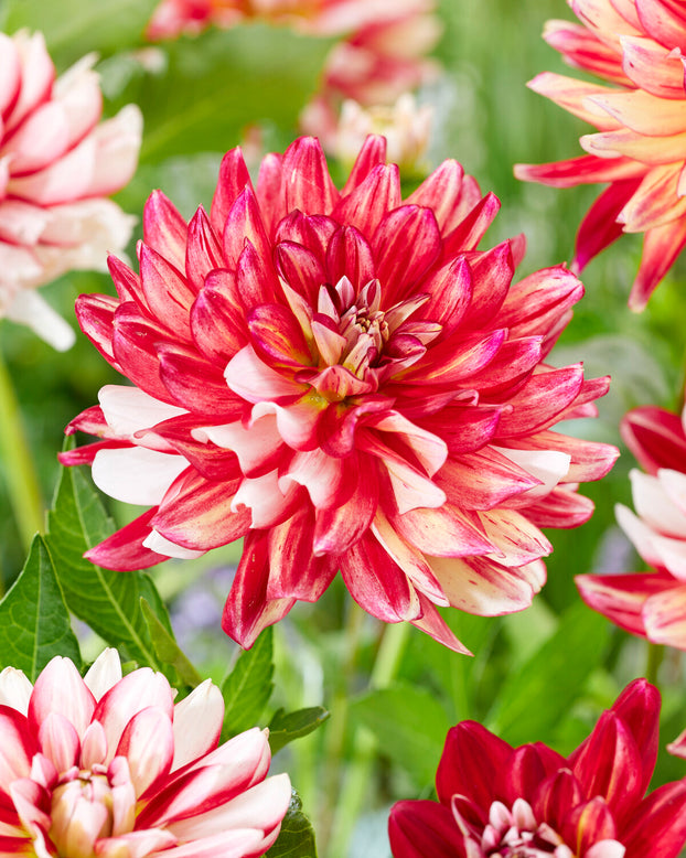 Dahlia 'Short Track'
