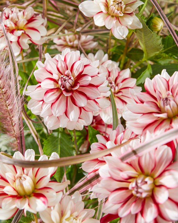 Dahlia 'Short Track'