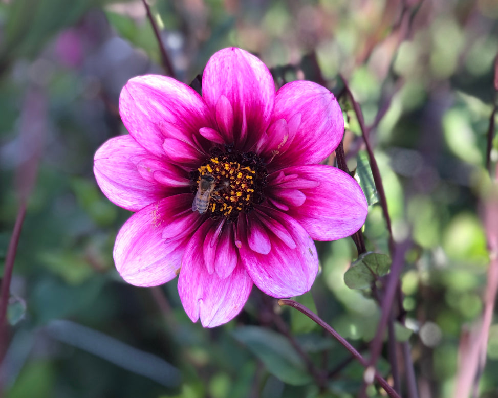 Dahlia 'Skyfall'