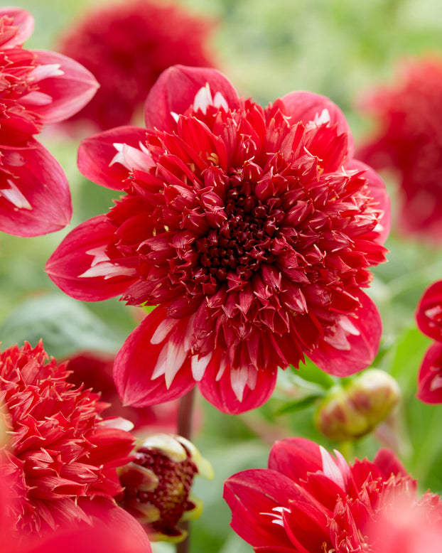 Dahlia 'Speech'