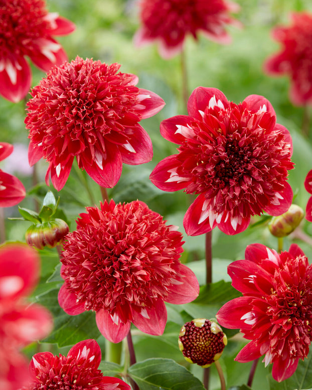 Dahlia 'Speech'