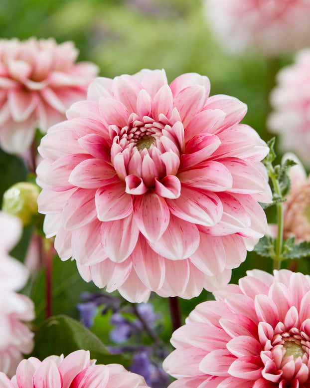 Dahlia 'Strawberry Cream'