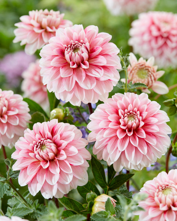 Dahlia 'Strawberry Cream'
