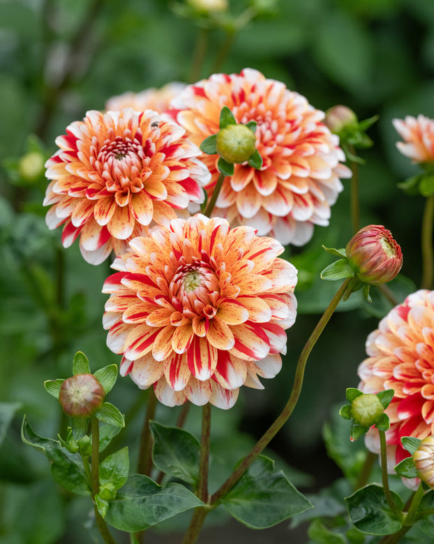 Dahlia 'Striped Nagano'