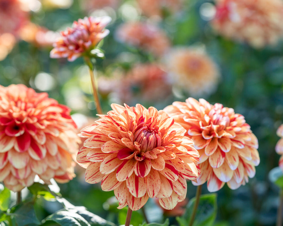 Dahlia 'Striped Nagano'