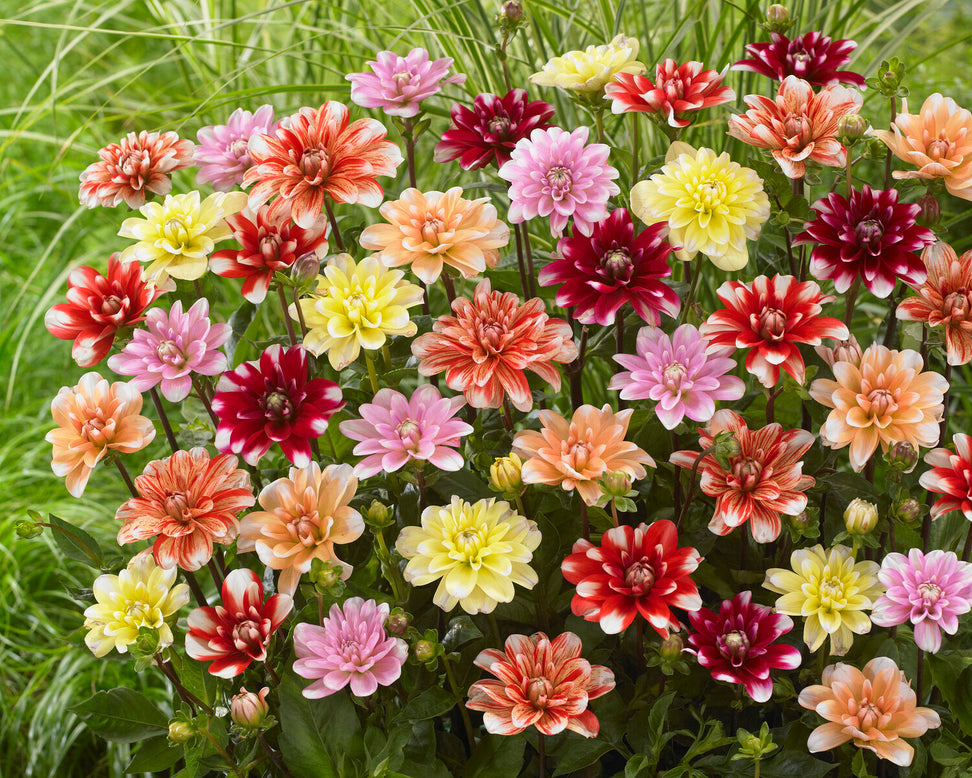 Dahlia 'Striped Nagano'