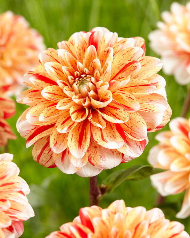 Dahlia 'Striped Nagano'
