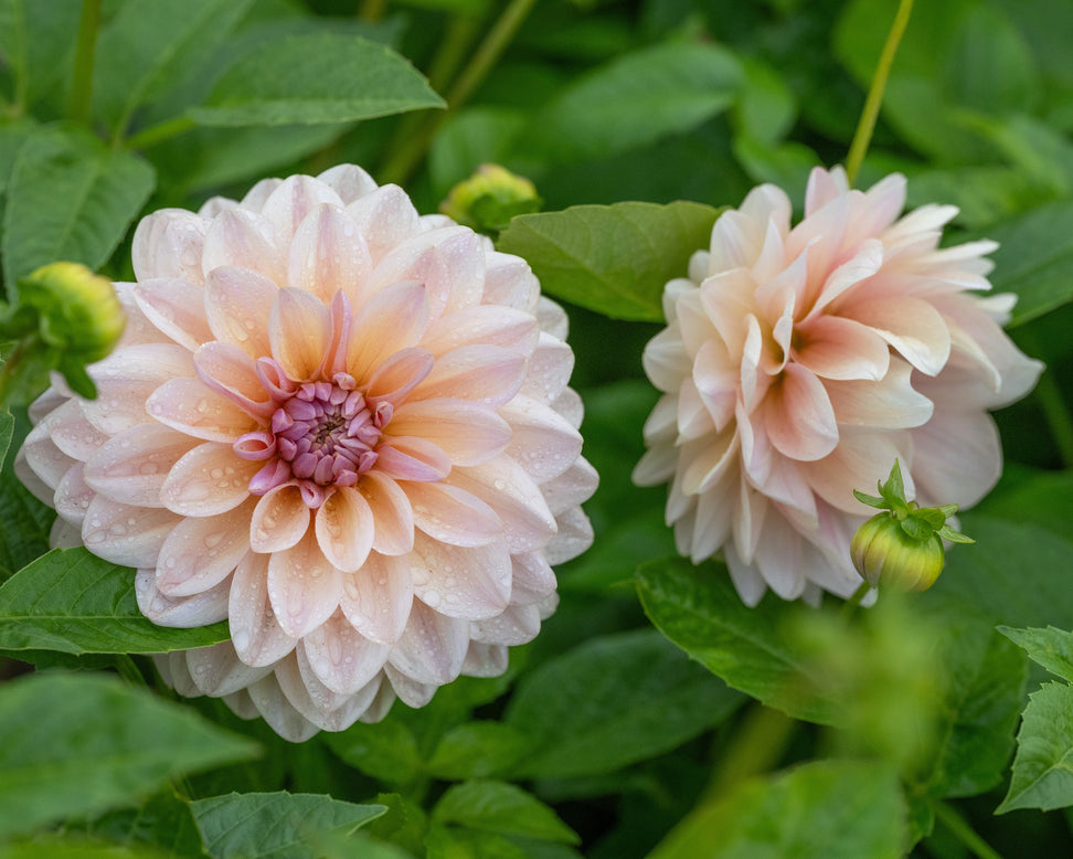 Two pink dahlias with green leaves in the background