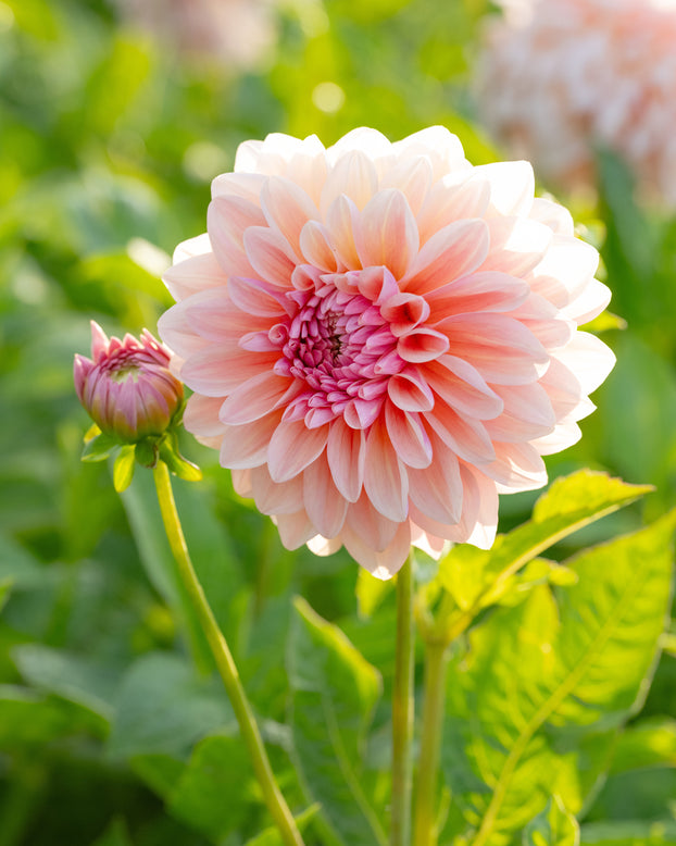 Dahlia 'Sturm Sweet Maria'