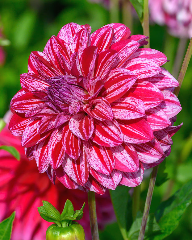 Dahlia 'Sturm Sweet Nicole'