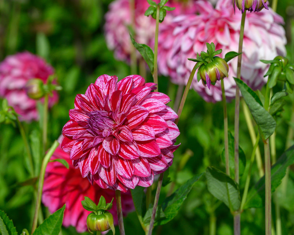 Dahlia 'Sturm Sweet Nicole'