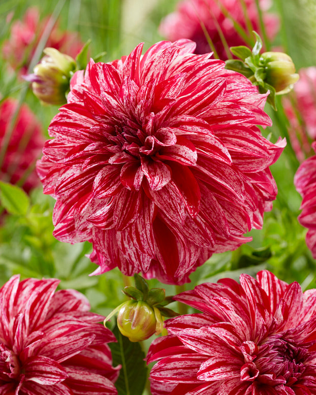 Dahlia 'Sturm Sweet Nicole'