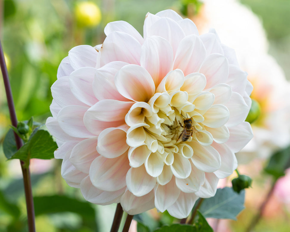 Dahlia 'Sweet Nathalie'