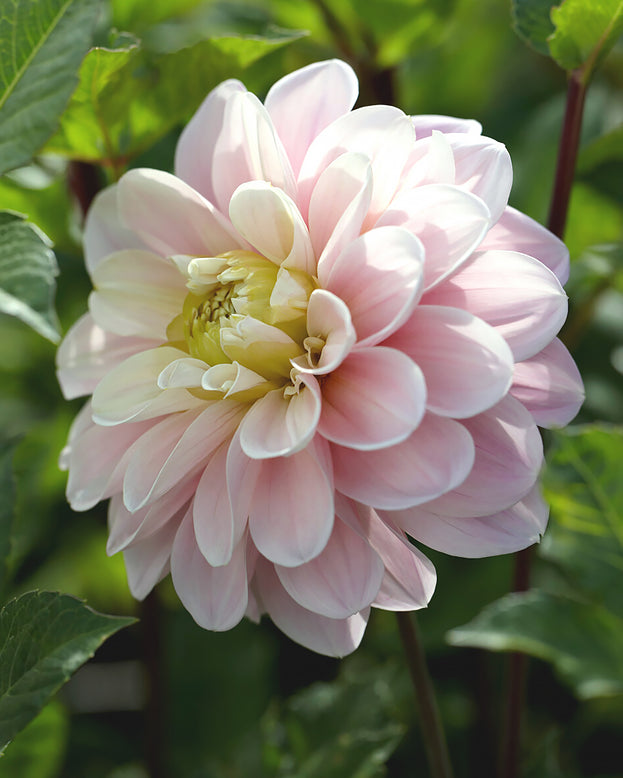 Dahlia 'Sweet Nathalie'