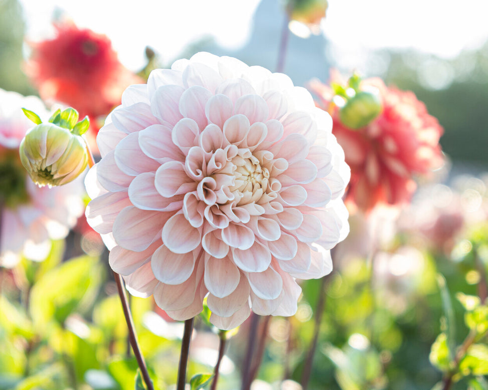 Dahlia 'Sweet Nathalie'