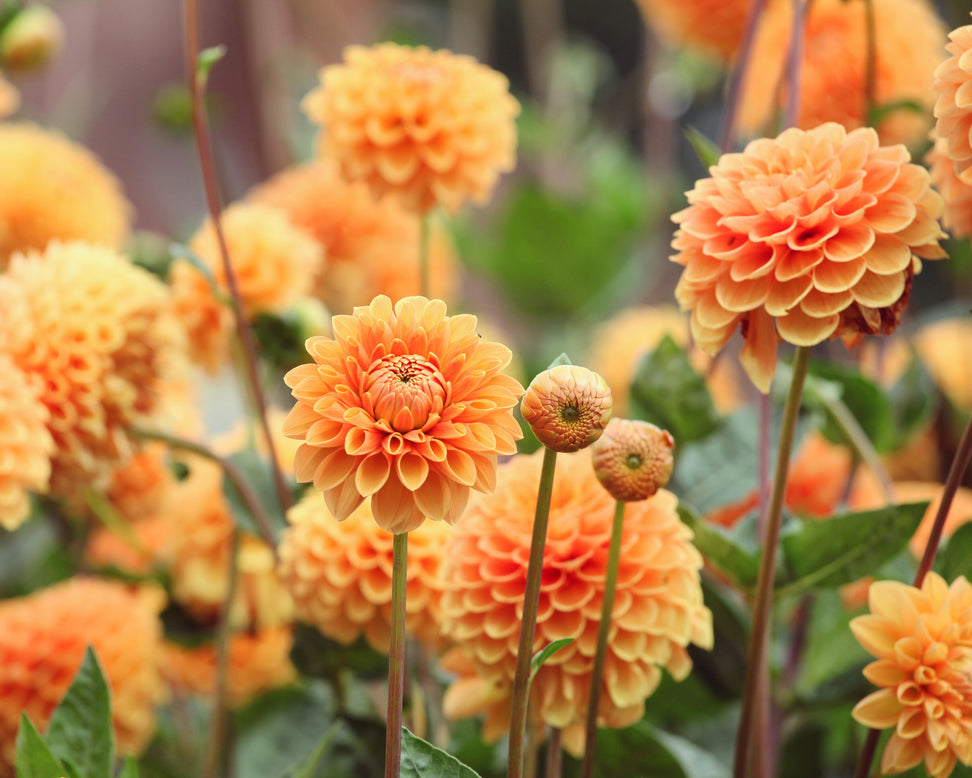 Dahlia 'Sylvia'